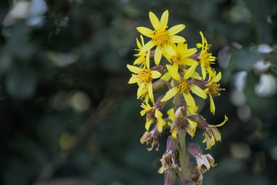 Ligularia sibirica, photographed by dcourtine