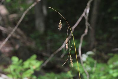 Carex sprengelii, photographed by Quinten Wiegersma