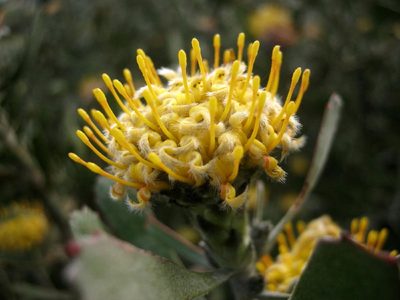 Leucospermum muirii, photographed by Di Turner