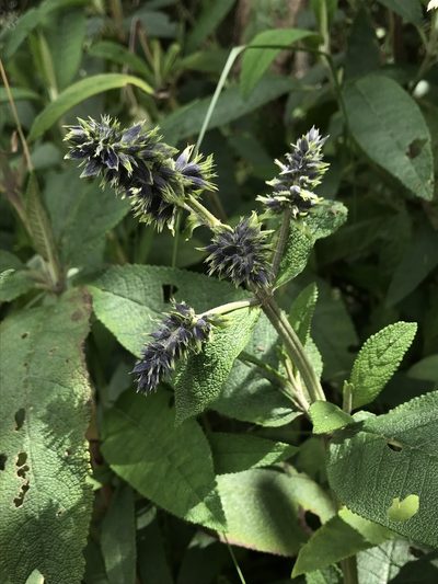 Lepechinia salviifolia, photographed by Nicolás Baresch Uribe