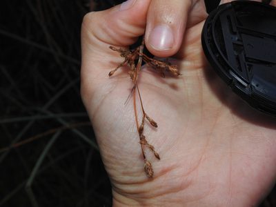 Schoenoplectus lacustris, photographed by Duarte Frade