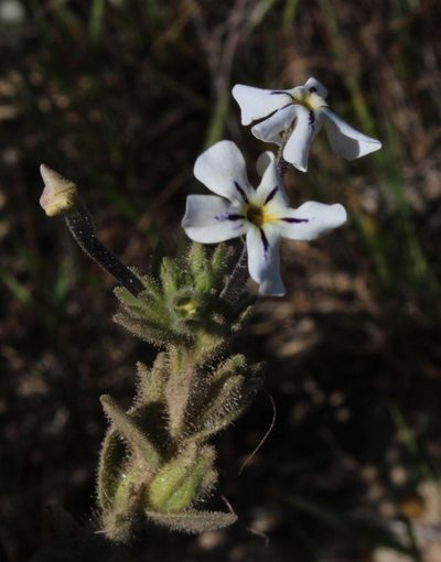 Jamesbrittenia maxii, photographed by Tony Rebelo