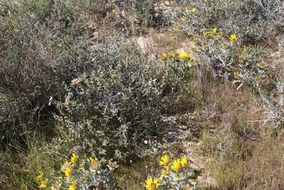Jamesbrittenia maxii, photographed by Tony Rebelo