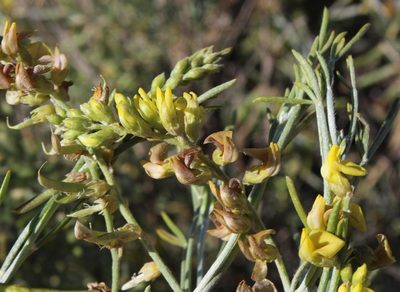 Calobota halenbergensis, photographed by Tony Rebelo