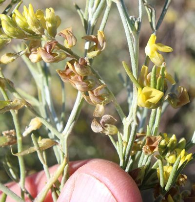 Calobota halenbergensis, photographed by Tony Rebelo