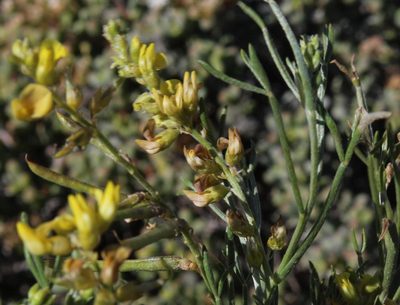 Calobota halenbergensis, photographed by Tony Rebelo