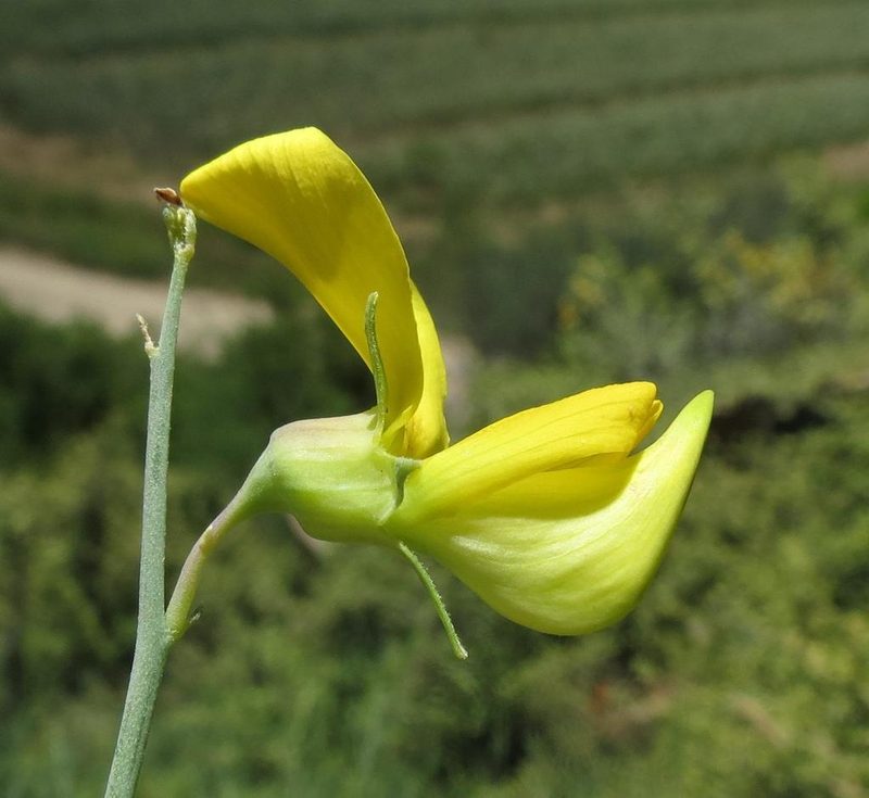 Crotalaria lebeckioides, photographed by Brian du Preez