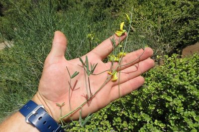Crotalaria lebeckioides, photographed by Brian du Preez