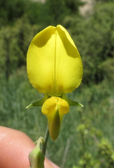 Crotalaria lebeckioides, photographed by Brian du Preez