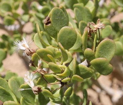 Othonna furcata, photographed by Tony Rebelo