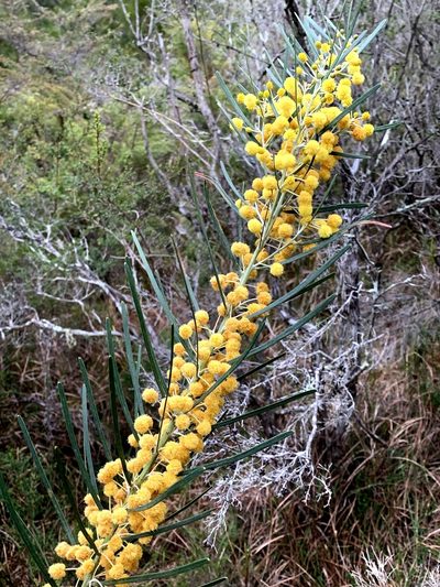 Acacia elongata, photographed by Lukas Clews