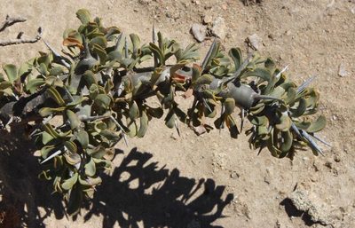 Sarcocaulon patersonii, photographed by Tony Rebelo