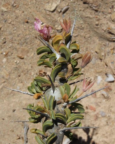 Sarcocaulon patersonii, photographed by Tony Rebelo