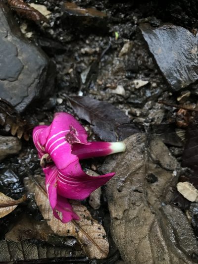 Symbolanthus anomalus, photographed by Nicolás Baresch Uribe