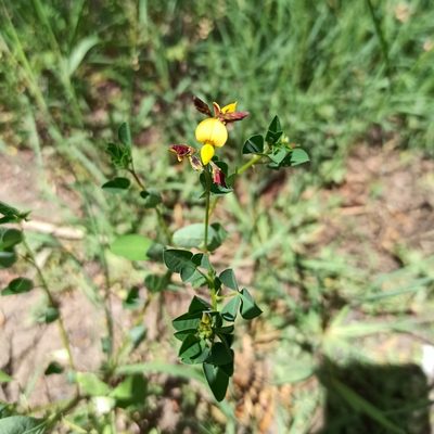 Crotalaria pumila, photographed by Juan Carlos Fonseca Mata