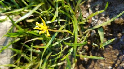 Heteranthera dubia, photographed by botanygirl