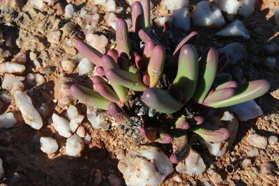 Argyroderma fissum, photographed by Tony Rebelo