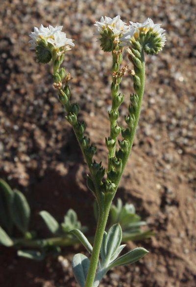 Euploca ovalifolia, photographed by Tony Rebelo