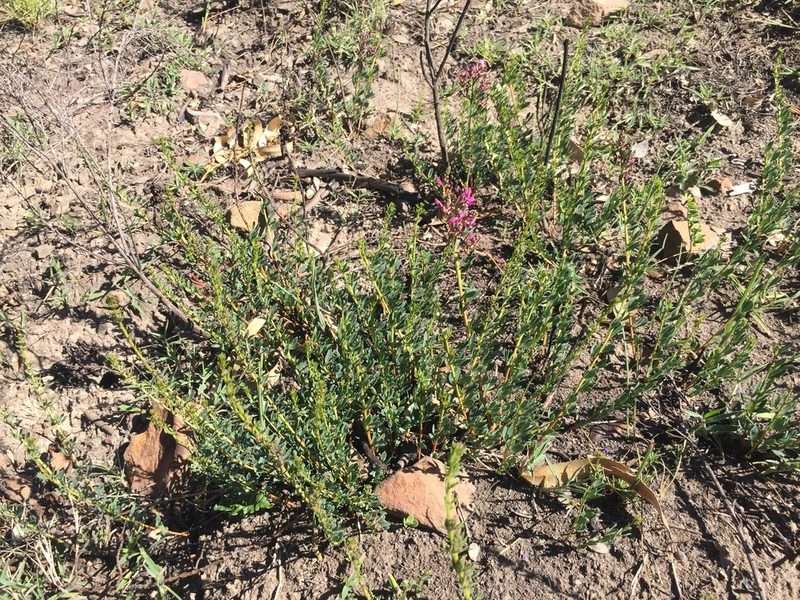 Indigofera angustata, photographed by Brian du Preez
