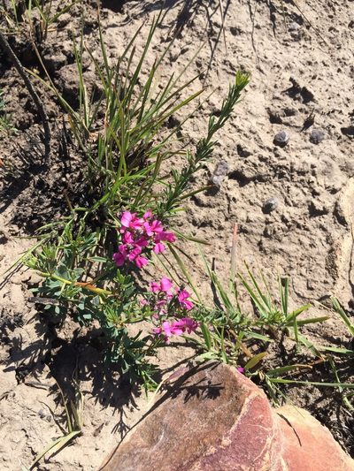 Indigofera angustata, photographed by Brian du Preez