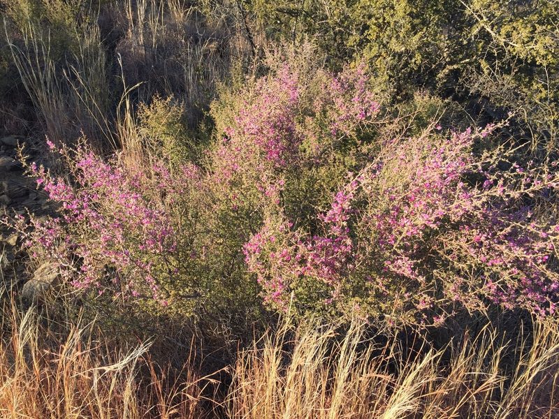 Indigofera basotha, photographed by Brian du Preez