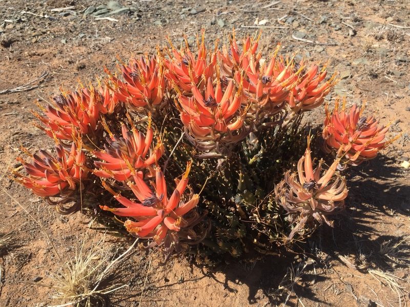 Aloe longistyla, photographed by Brian du Preez