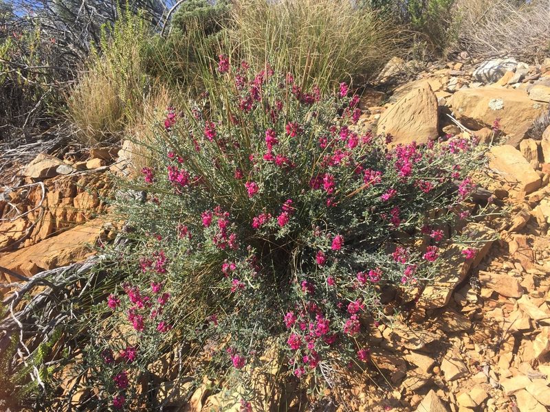 Indigofera complicata, photographed by Brian du Preez
