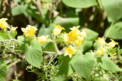 Thladiantha dubia, photographed by Евгений Рыбальченко