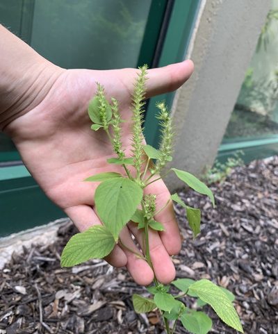 Acalypha setosa, photographed by natalie