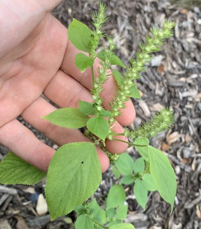 Acalypha setosa, photographed by natalie