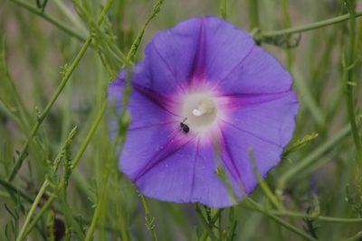 Ipomoea sescossiana, photographed by Juan Cruzado Cortés