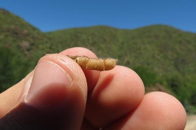 Melolobium exudans, photographed by Brian du Preez
