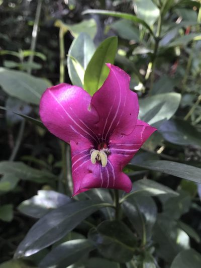 Symbolanthus anomalus, photographed by Nicolás Baresch Uribe