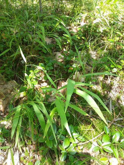 Dichanthelium xanthophysum, photographed by Mike Zifkin
