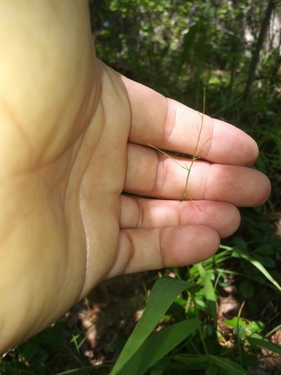 Dichanthelium xanthophysum, photographed by Mike Zifkin