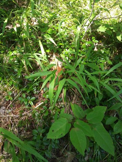 Dichanthelium xanthophysum, photographed by Mike Zifkin