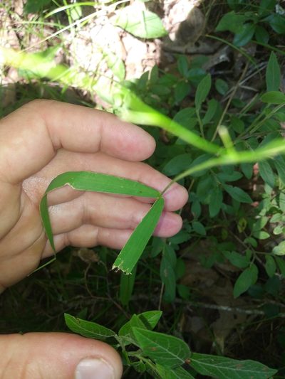 Dichanthelium xanthophysum, photographed by Mike Zifkin