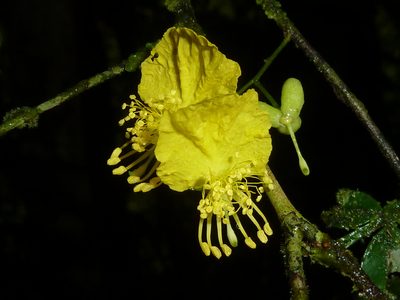 Swartzia picramnioides, photographed by Eduardo Chacón Madrigal