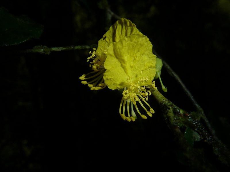Swartzia picramnioides, photographed by Eduardo Chacón Madrigal