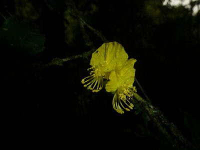 Swartzia picramnioides, photographed by Eduardo Chacón Madrigal