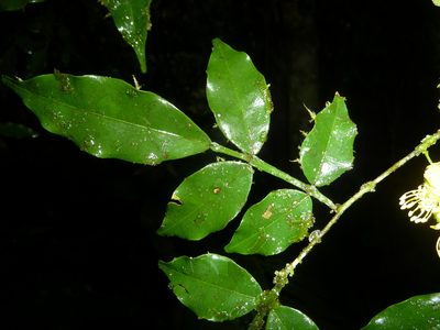 Swartzia picramnioides, photographed by Eduardo Chacón Madrigal
