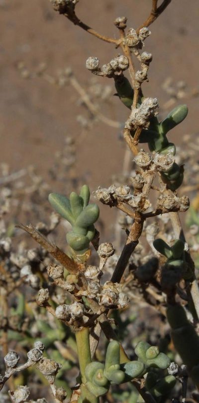 Mesembryanthemum subnodosum, photographed by Tony Rebelo