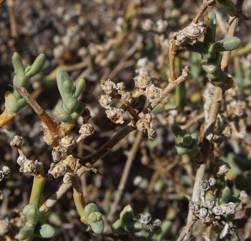 Mesembryanthemum subnodosum, photographed by Tony Rebelo