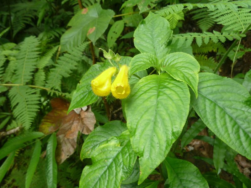 Gasteranthus osaensis, photographed by Eduardo Chacón Madrigal