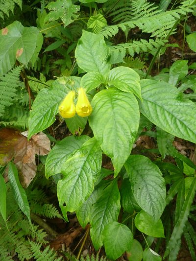 Gasteranthus osaensis, photographed by Eduardo Chacón Madrigal