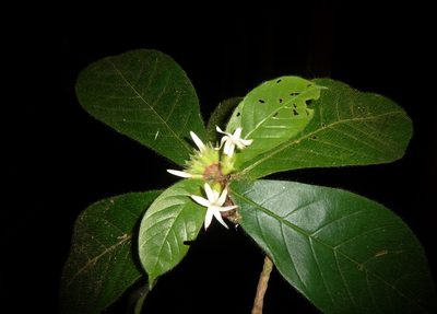 Duroia costaricensis, photographed by Eduardo Chacón Madrigal