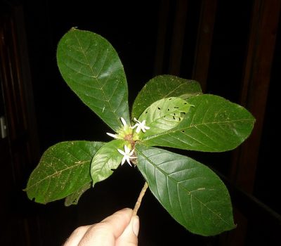 Duroia costaricensis, photographed by Eduardo Chacón Madrigal