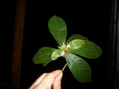 Duroia costaricensis, photographed by Eduardo Chacón Madrigal