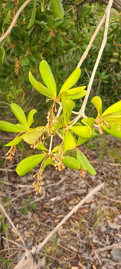 Jacquinia arborea, photographed by ritirene