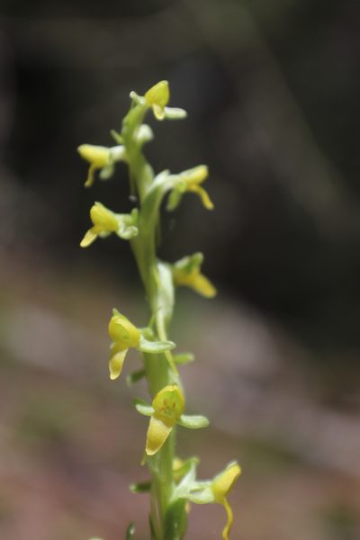 Coenoemersa limosa, photographed by Javier Cruz Nieto